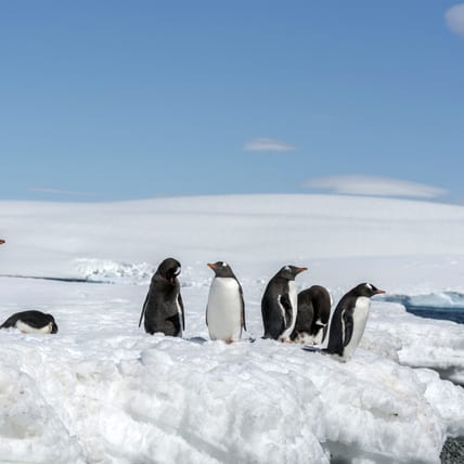 Gentoo Penguin - South Shetland Islands - Antarctic_001